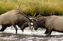 Elk Fighting in Yellowstone